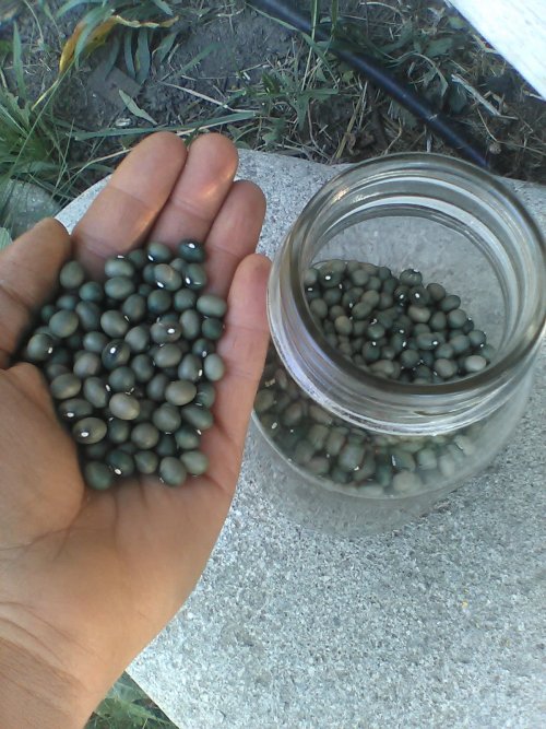 Fort Portal Jade Beans. My favorite color. 