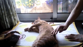 sizvideos:  This Kitten Has A Hilarious Way Of Relaxing! - VideoFollow our Tumblr 