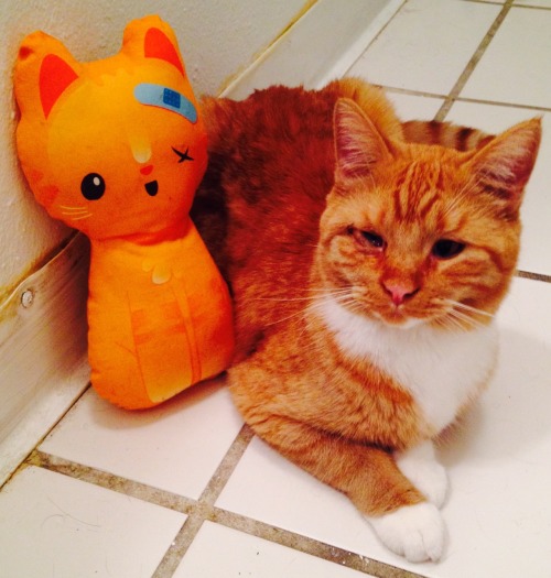 xkikicakesx:  My handsome boy with his friend from The Tiny Tabby who knows what it’s like to have a bad eye. 