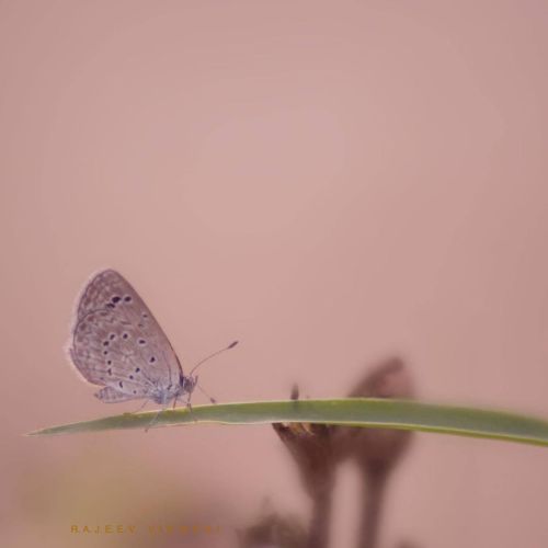 A walk #commonblue #butterfly #butterfly_hdr #butterflyphotography #butterflyworld #macro #macropho