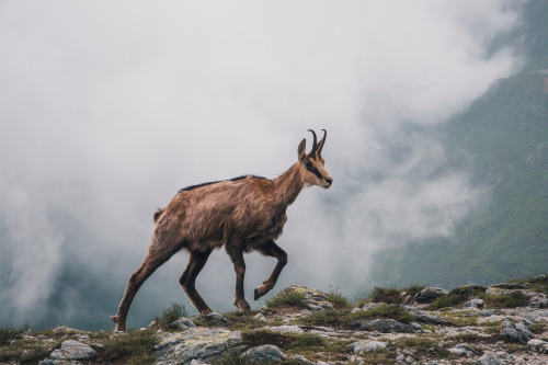 Chamois, Western TatrasKozica, Tatry Zachodnie