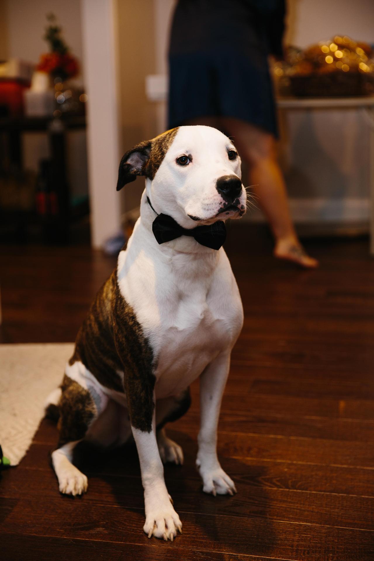 awwww-cute:  Finally got our wedding photos. Our dapper little man! (Source: http://ift.tt/2DS24XH)