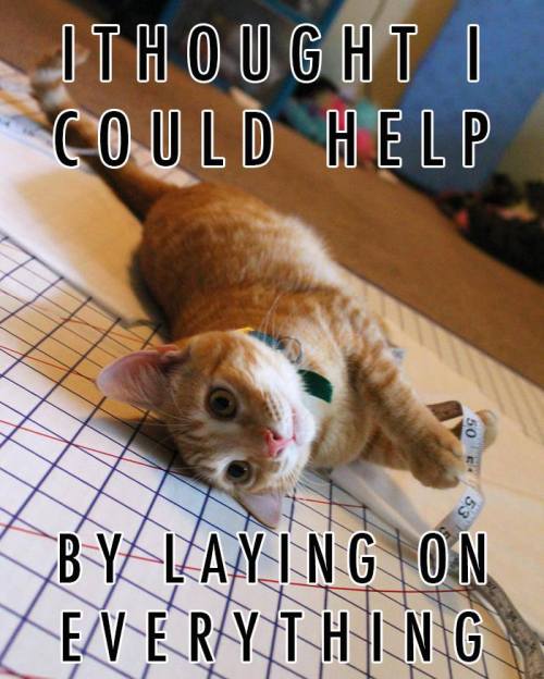 byndogehk turned my cat cosplay assistant into a meme (ﾉ◕ヮ◕)ﾉ*:･ﾟ✧