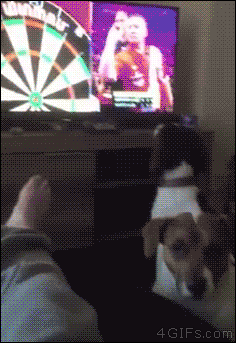 4gifs:  Springer Spaniel tries to fetch the darts thrown on TV. [video]