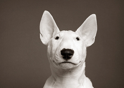 garabating:  Puppy Bull Terrier by Piotr Organa   I’ll have a Bull Terrier just like this 1 and name him Vader. Yes, ‘cause of Darth Vader. Problem? Didn’t think so.