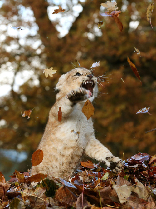 bunnylikearabbit:izzebeth:misha-let-me-touch-your-assbutt:grrlyman:Lion cub playing in leavesDON&rsq