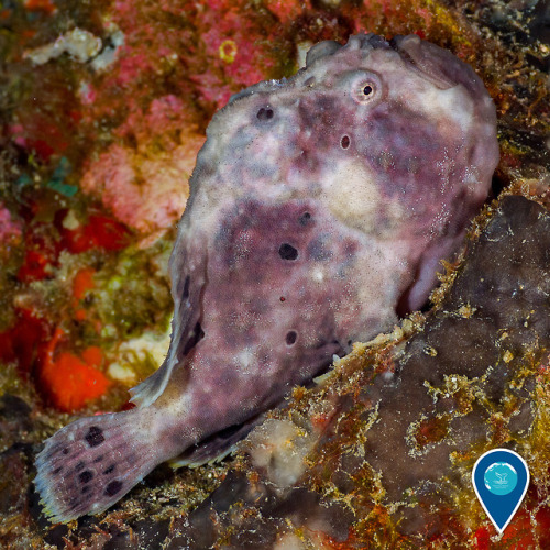 noaasanctuaries:“Nope, you can’t see me. I’m invisible!“ This well-camouflaged frogfish was spotted 