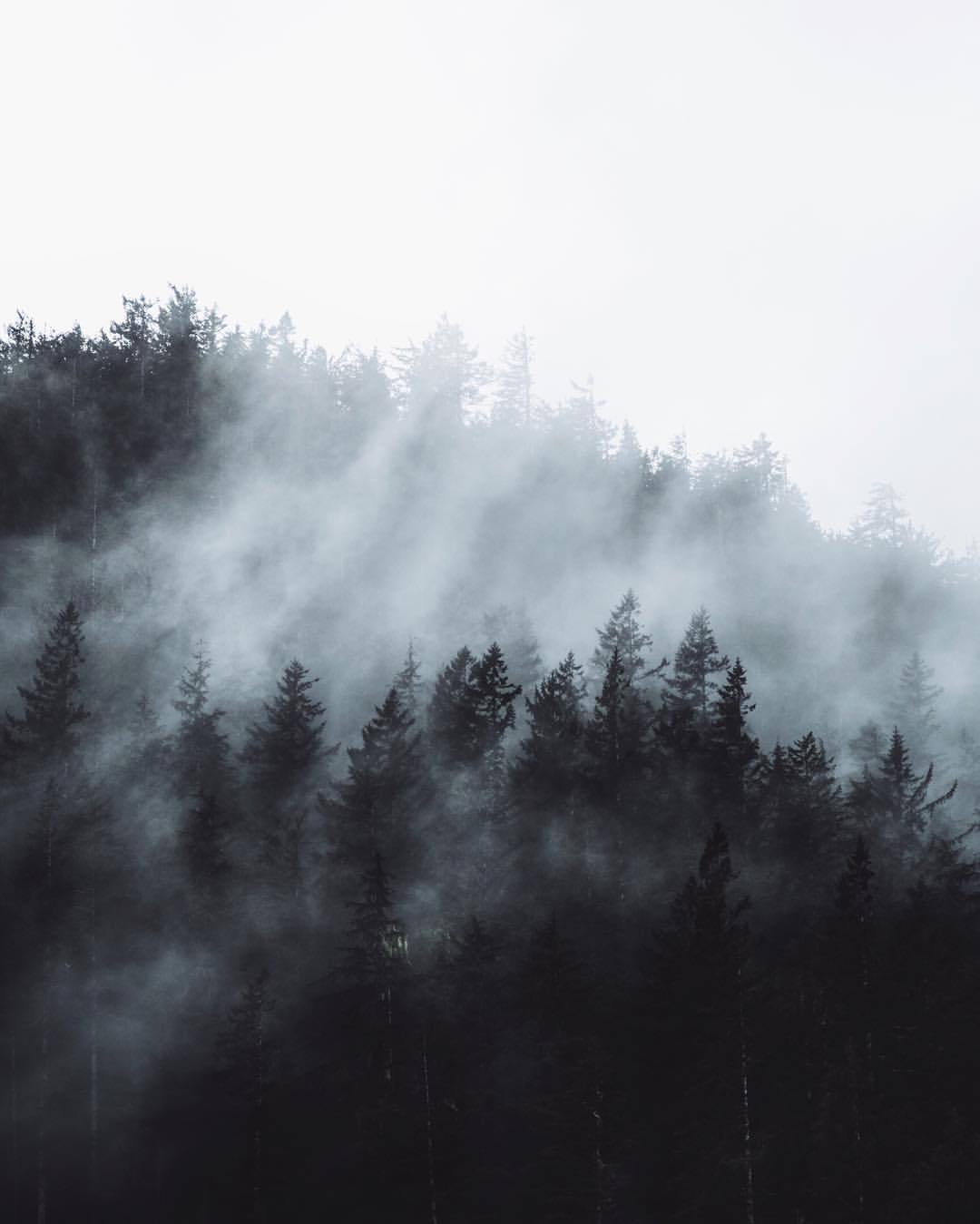 tannerwendell:  fog layers. olympic national park. washington.  (at Olympic National