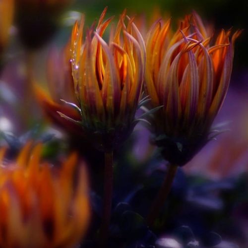 Gazania #bud #flower #flowerphotography #flowers #flowers_super_pics #flower_perfection #flower_beau