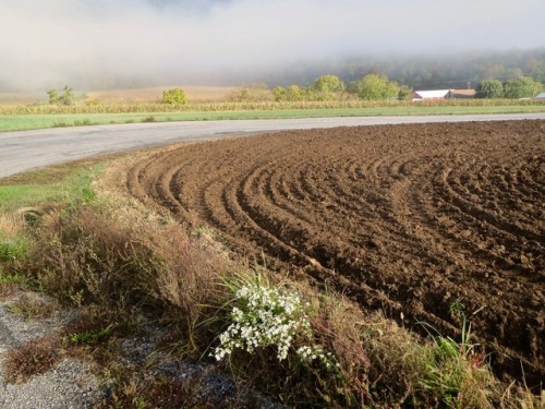 Winter wheat in three stages.