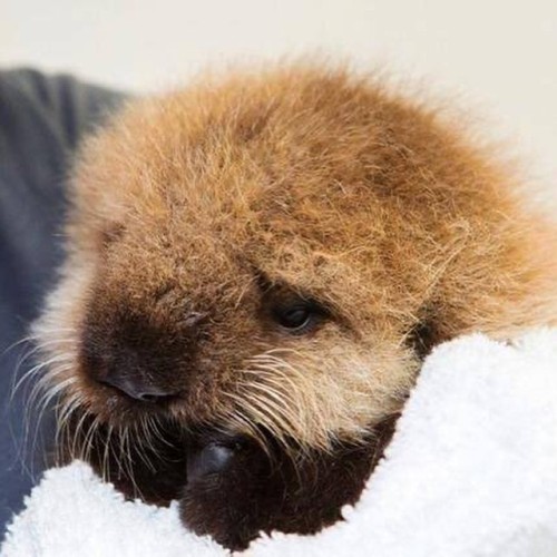 atraversso:Fluffy baby sea otters