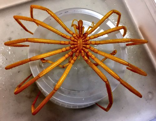 onenicebugperday:bogleech:Thank u for letting me know that the sea spider genus Dodecalopoda can have TWELVE legs instead of the usual eight and also it’s one of the abyssal groups that gets huge :D They can have eight, ten, OR twelve legs. Absolutely
