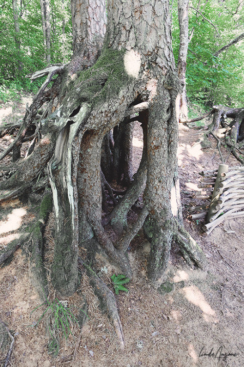 nature trail