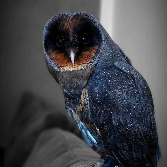 the-witch-of-the-brie-hedges:Black Barn Owl (melanistic)