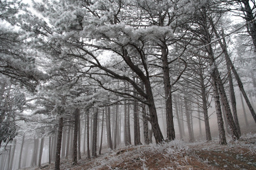 magic-spelldust:Foggy Frosty Forest by Виталий Ра