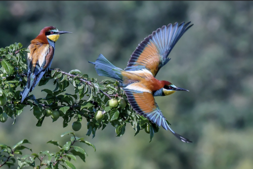 annedebretagneduchesseensabots: L’ Oiseau Bleu  ( as in the French fairy tale )Photography by Jacque