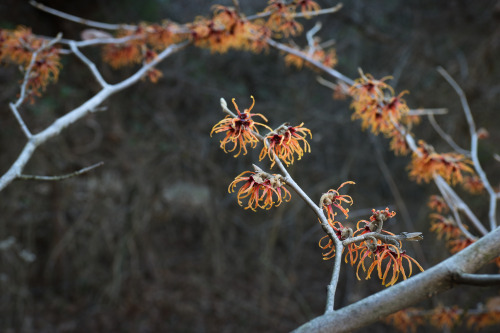 Hamamelis x intermedia ‘Jelena’    This fiery coppery orange selection heralds the ‘Season of the Wi