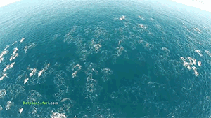 zooophagous:griseus:zerostatereflex:Drones Over Dolphin Stampede and Whales off Dana Point“Cap