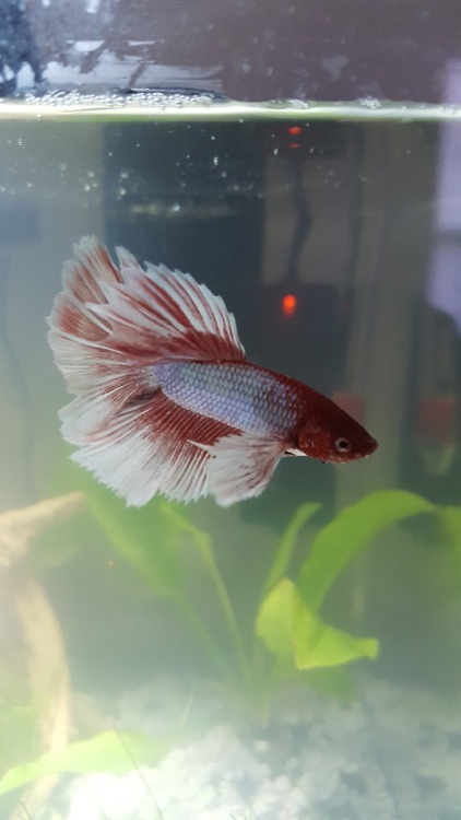 I just wanted to share my betta in his current tank. His name is Arsenic!-HES GORGEOUS I LOVE HIM