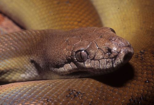 typhlonectes:  Papuan Olive Python (Apodora papuana), New Guinea, grows to a length of up to 5 m. ph