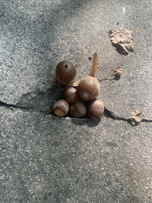 A Rare Photo Of A Male And Female Acorn Taking Care Of Their Four Little Acornlets