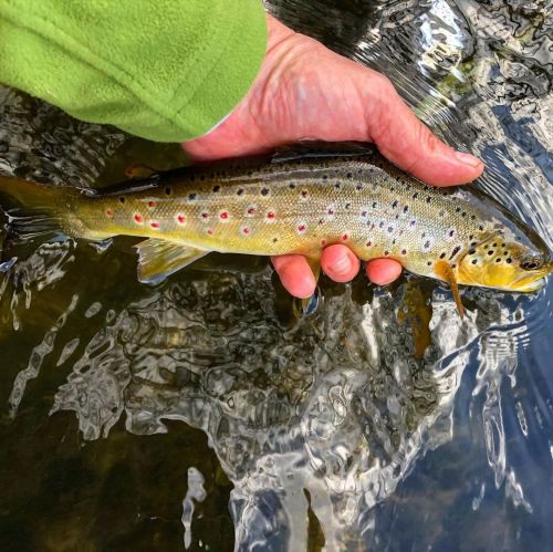 Great results on the little French fly. (at Cambridge, Cambridgeshire) www.instagram.com/p/C