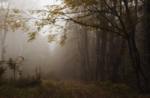 sad-house-of-mortality:Gyula Toth - Misty road /Ködös út