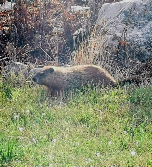 Large groundhog spotted in the landscaping of a mini mall. 