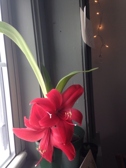2.8.16 - Last photo, I swear! In just a few short weeks this amaryllis went from shriveled baulb to 