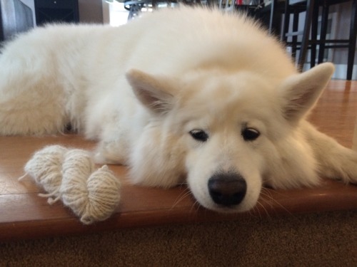 skookumthesamoyed:OH NO! SKOOKUM YARN PHOTO SHOOT IS A NO-GO. ABORT! ABORT!