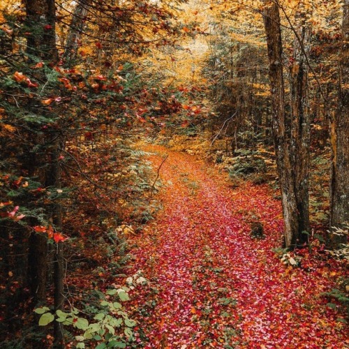 Let the foliage hunting begin. Photocredit: kylefinndempsey @instagram