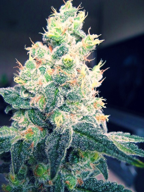 Blewberry Kush