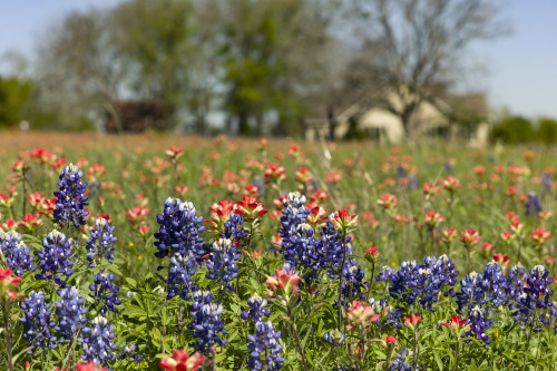 State flower of Texas.