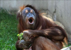 animalstalkinginallcaps:  OHHHHHH! RANDY! BRO! YOU LOOK LIKE MILEY CYRUS, BRO! AND NOT IN A GOOD WAY! WE’RE BUYING A LOCK FOR THE SCISSORS AND TRIMMERS DRAWER BEFORE WE BUY ANY MORE JÄGER, BUDDY!  YOU’RE GONNA LOSE YOUR JOB!