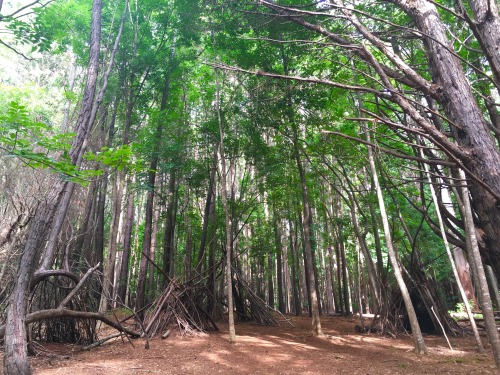 predictablytypical:Birthday hike full of gifts. Plant hearts and waterfall stream caves, magic.