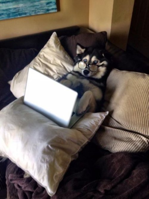 videohusky:  rex-the-shepherd:  cute-overload:  Yes, can I help you?http://cute-overload.tumblr.com  videohusky?  How’d you get this picture of me? I swear I was alone in that hotel room o.o 