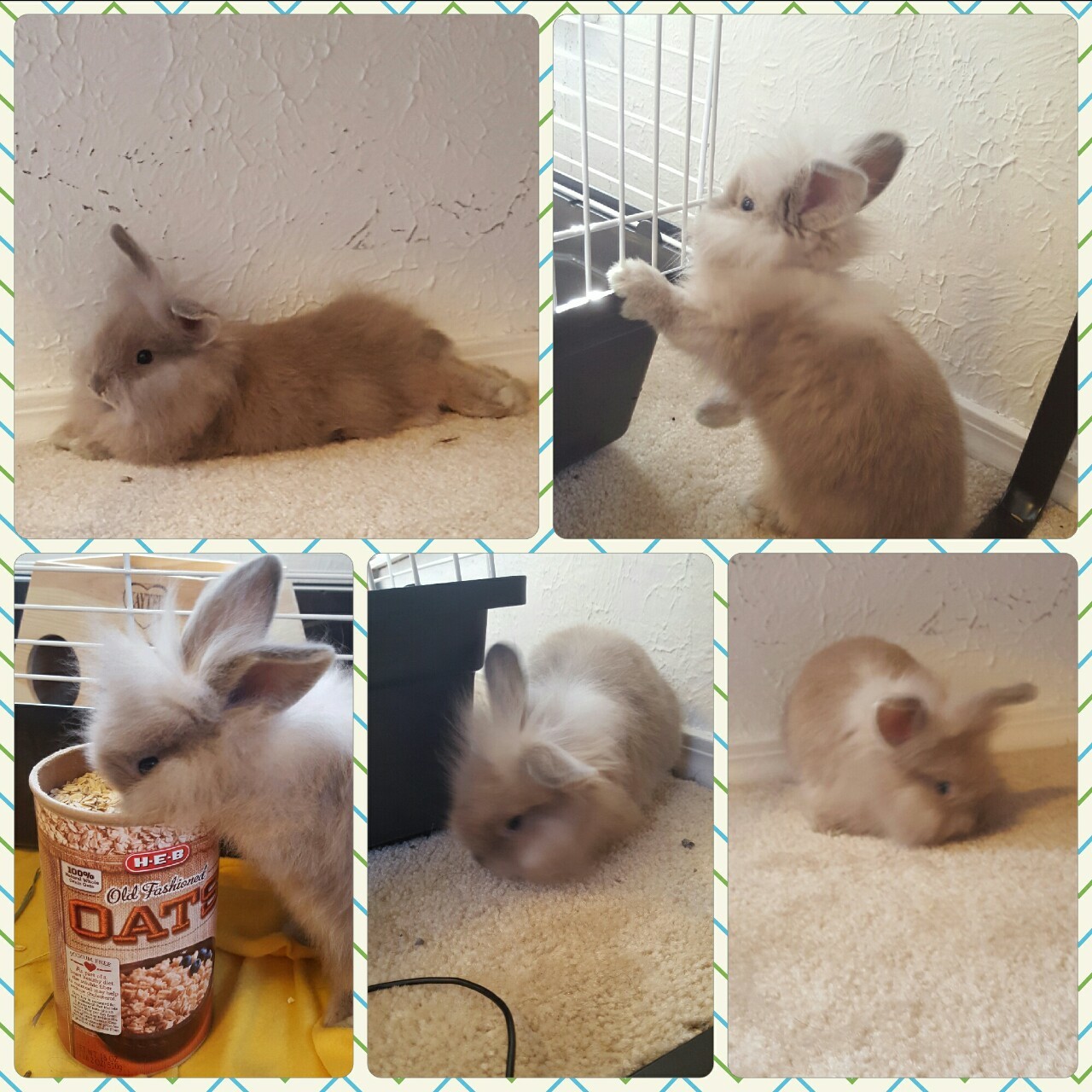 spookyspacebabe:  (Ooooayoooooh) It’s Mr. Steal-Yo-Bun    CUTIE