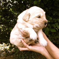 Mongoldenhappy:  Happy’ S Puppyhood… To The Day We Took Her Home Here Are A Few