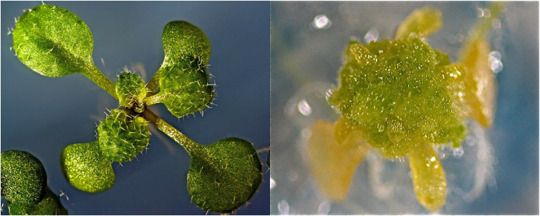 How plants self heal