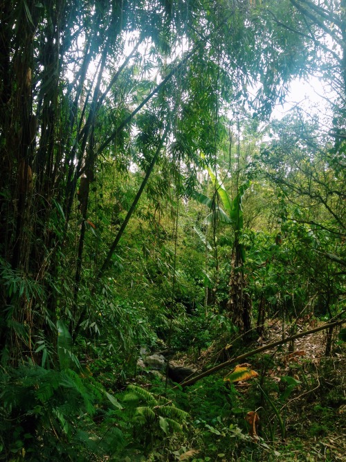 beccam724:  Wandering in search of waterfalls for my birthday..  Munduk, Bali, Indonesia (Sept. 2015