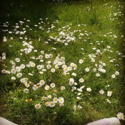 My #garden is like a meadow #daisies :3