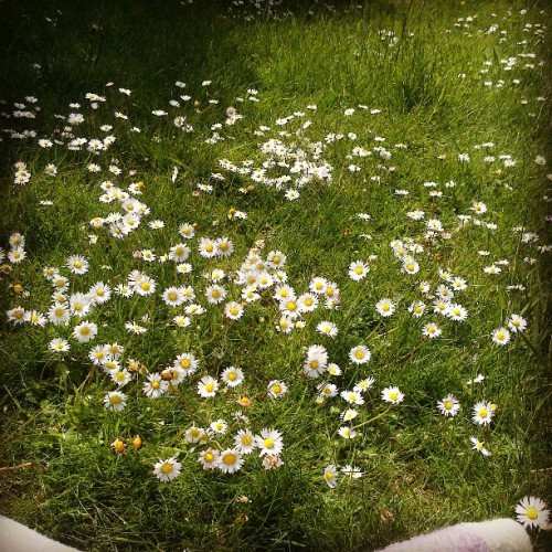 Porn photo My #garden is like a meadow #daisies :3