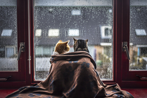 mostlycatsmostly:  felicity-berkleef:  Rain Rain Go Away!  https://www.instagram.com/felicity_berkleef/ 