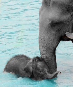 Shopivoryella:  Baby Elephant Getting Swimming Lessons From Her Mom ☺️🐘💦💕
