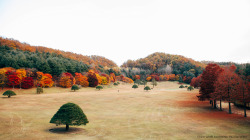 jaydenphotographer:  South Korea (15th Nov.2014) 청남대  Cheongnamdae Presidential Villa 