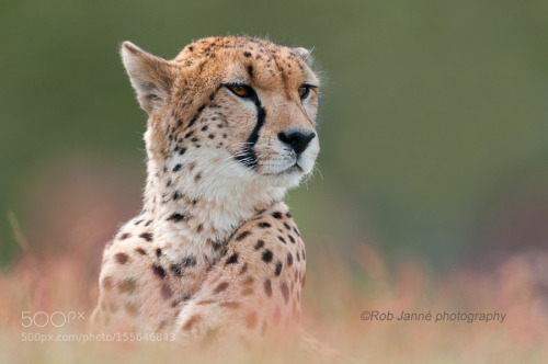 Cheetah by Rob_Janne