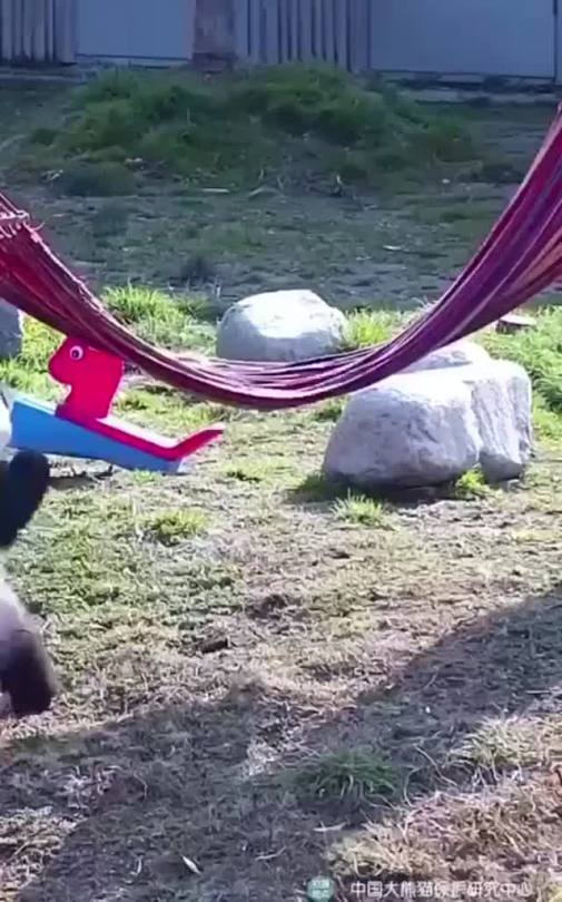 spongebobssquarepants:Baby panda trying to get on a hammock