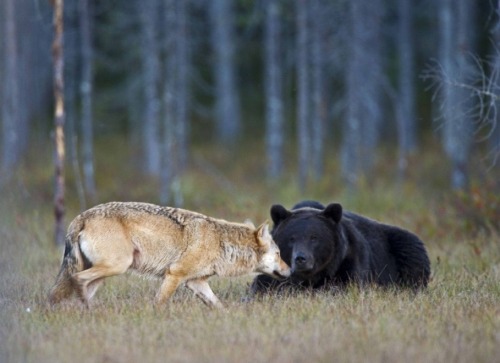 vmagazine:  Somewhere in the wilderness of Northern Finland a male bear and female wolf strikes up an unlikely friendship, each evening after a hard-day’s hunting this pair could be seen sharing dinner together while enjoying the sunset. Between the