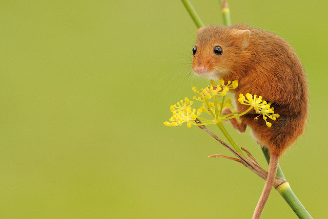 theanimalblog:  Who, Me? Photo by amylinks