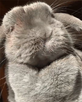 fluffygif:Happy tongue by susasupa